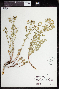 Euphorbia lurida image