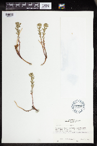 Euphorbia lurida image