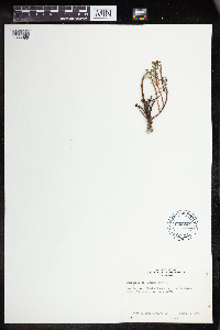 Euphorbia lurida image