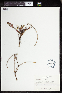 Euphorbia lurida image