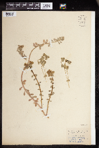 Euphorbia lurida image