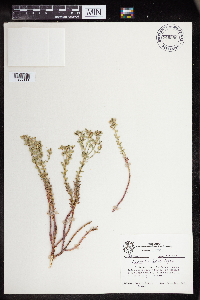 Euphorbia lurida image