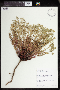 Euphorbia lurida image