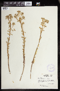 Euphorbia lurida image