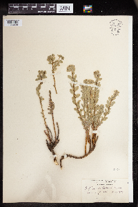 Euphorbia lurida image