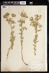 Euphorbia lurida image