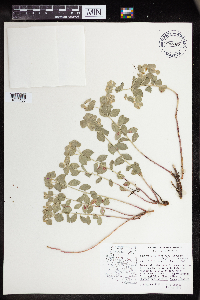Euphorbia lurida image
