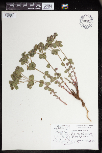 Euphorbia lurida image