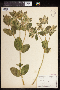 Euphorbia marginata image