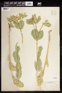 Euphorbia marginata image