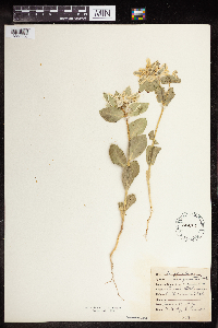 Euphorbia marginata image