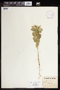 Euphorbia marginata image