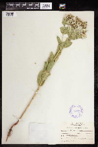 Euphorbia marginata image