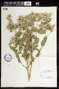 Euphorbia marginata image