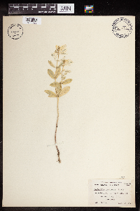 Euphorbia marginata image