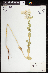 Euphorbia marginata image