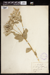 Euphorbia marginata image