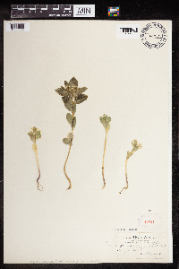 Euphorbia marginata image