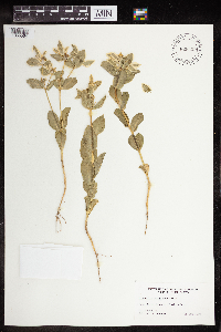 Euphorbia marginata image