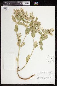 Euphorbia marginata image