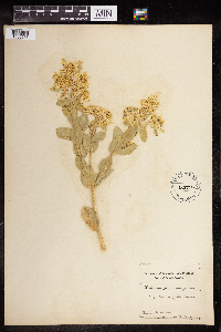 Euphorbia marginata image