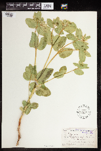 Euphorbia marginata image