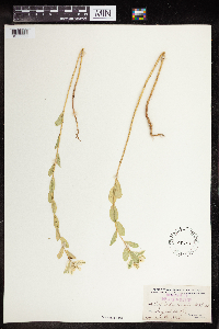 Euphorbia marginata image