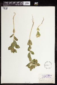 Euphorbia marginata image