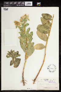 Euphorbia marginata image