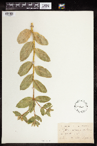 Euphorbia marginata image