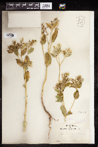 Euphorbia marginata image