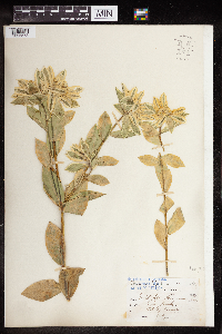 Euphorbia marginata image