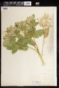 Euphorbia marginata image