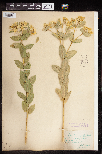 Euphorbia marginata image