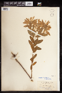 Euphorbia marginata image