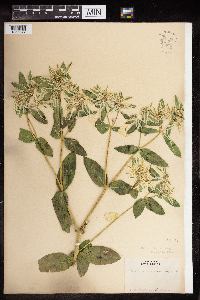 Euphorbia marginata image