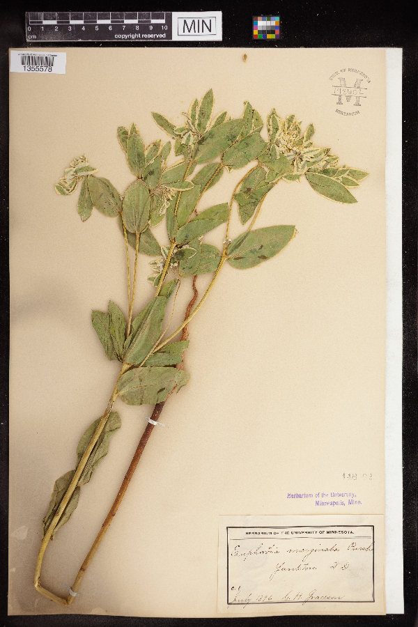 Euphorbia marginata image