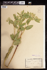 Thumbnail image of current specimen