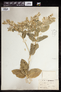 Euphorbia marginata image