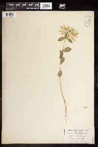 Euphorbia marginata image