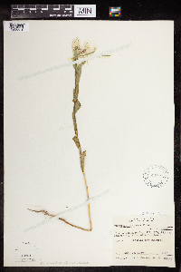 Euphorbia marginata image