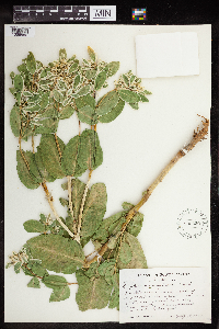 Euphorbia marginata image