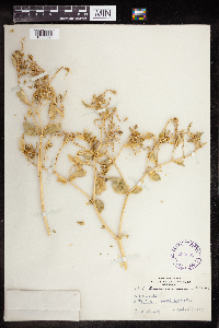 Euphorbia marginata image