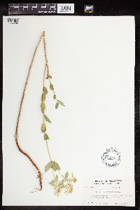 Euphorbia marginata image