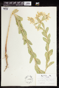 thumbnail image of current specimen
