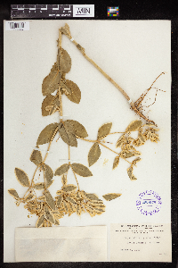 Euphorbia marginata image