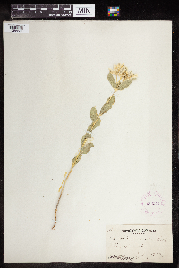 Euphorbia marginata image