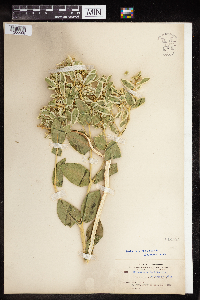 Euphorbia marginata image