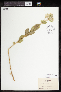 Euphorbia marginata image