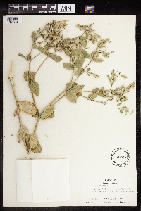 Euphorbia marginata image